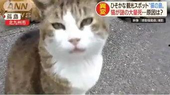娱乐吃瓜酱70只猫猫